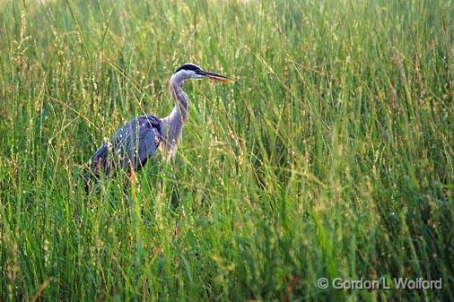 Heron In River Grass_50469.jpg - Great Blue Heron (Ardea herodias) photographed along the Scugog River near Lindsay, Ontario, Canada.